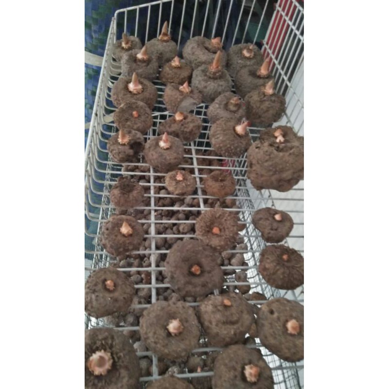 

porang bibit porang 10 up