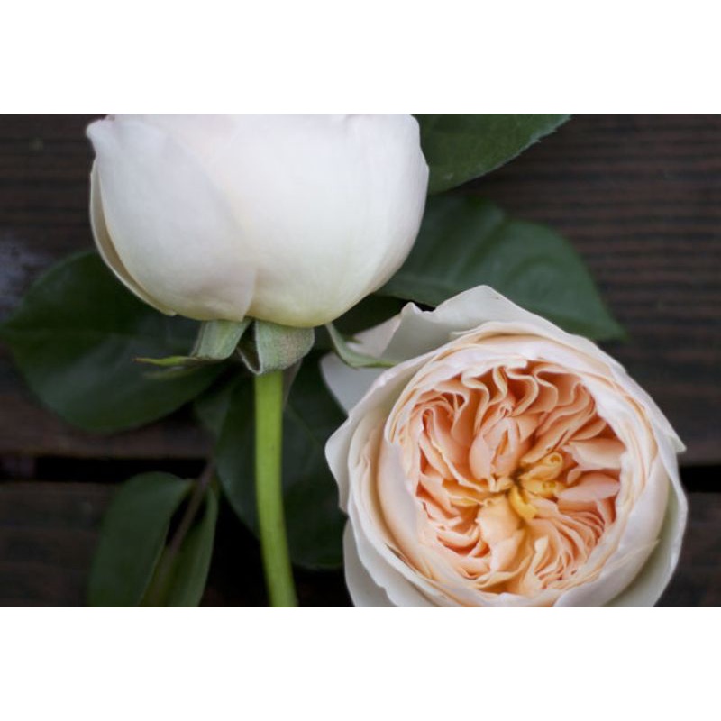 Bibit mawar import David Austin