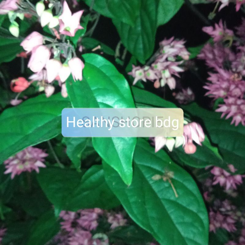 

Jual Daun Nona Makan Sirih Segar