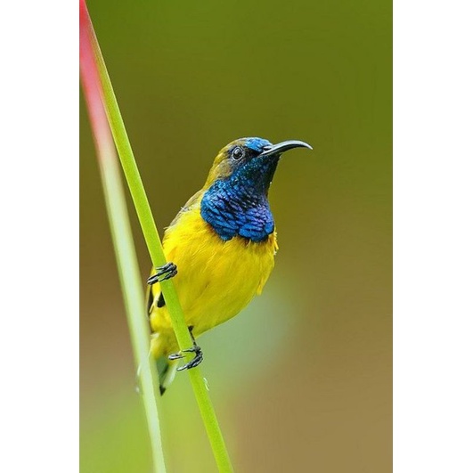 Kolibri sogon jantan