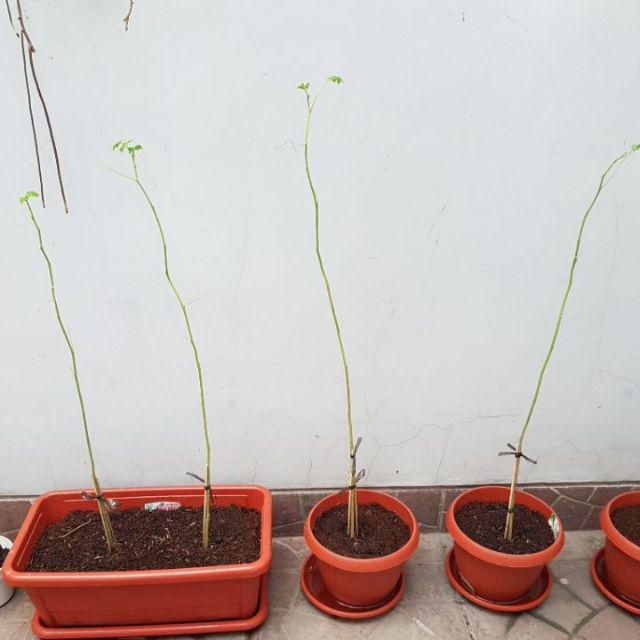 Promo 5 Bibit Daun Kelor Unggul