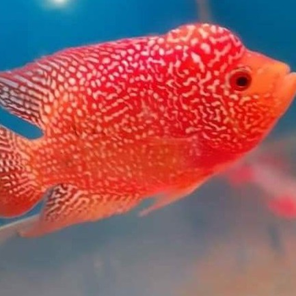 ikan lohan gb size 10 11 12