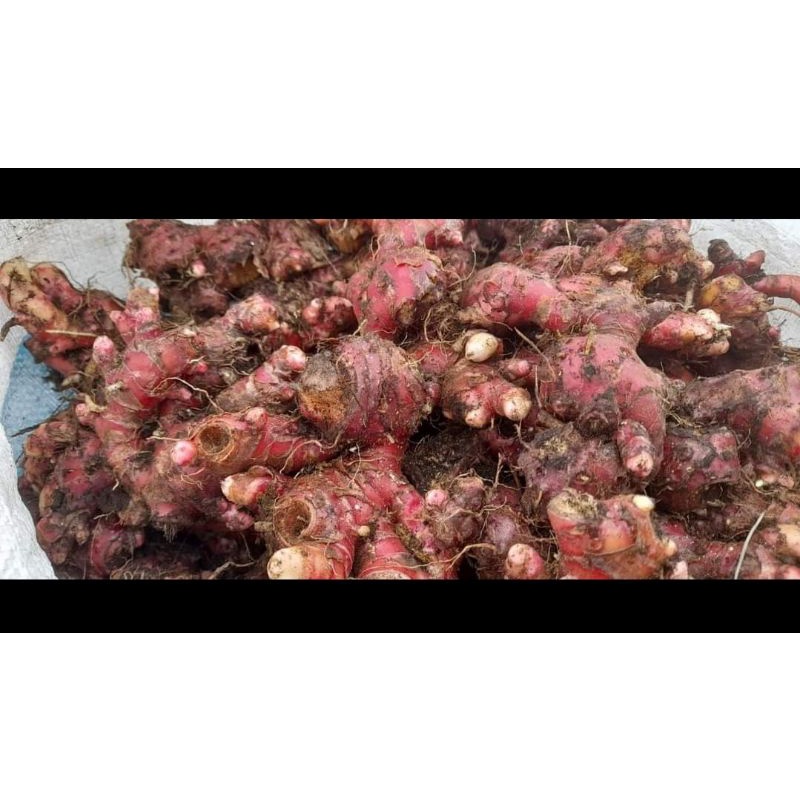 

Jahe merah