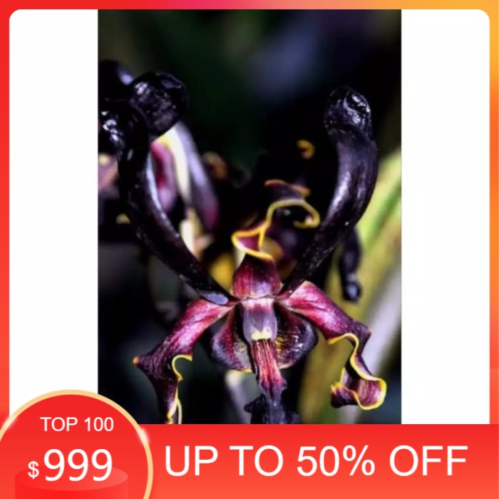 Seedling Anggrek Dendrobium Black Spider