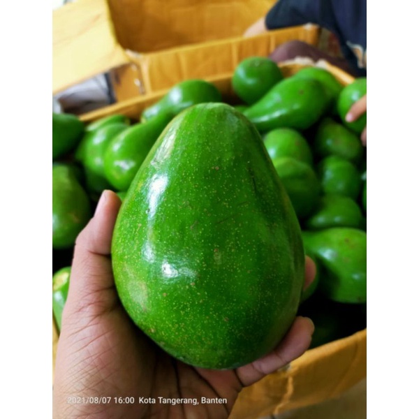 

Dapur Avocado