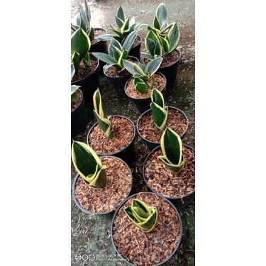 sansevieria pagoda tower anakan