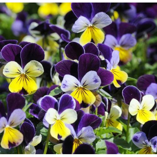 Benih Bibit Biji - Bunga Viola Helen Mount Johnny Jump Up Tricolor Flower Seeds - IMPORT