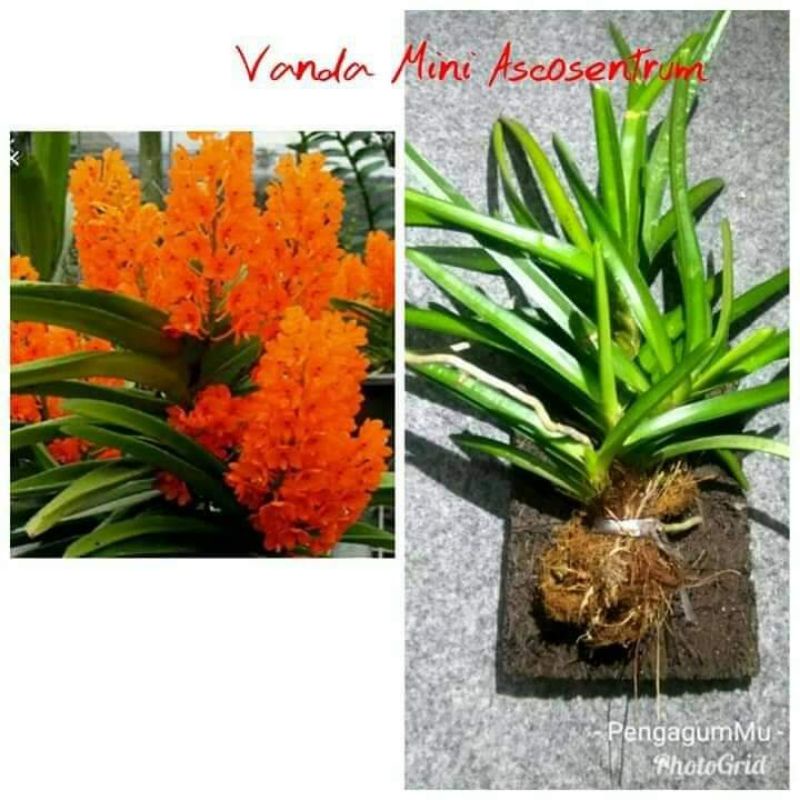 rumpun 3 Anggrek  vanda mini ascocentrum