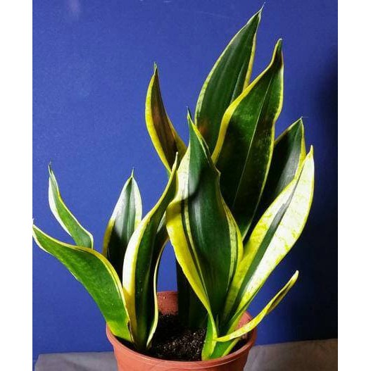 Bibit Tanaman Hias Sukulen Sansevieria 003