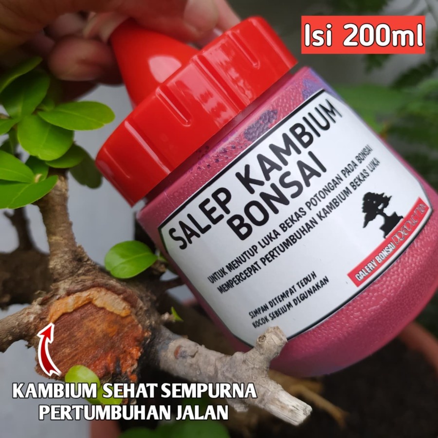 Salep kambium bonsai
