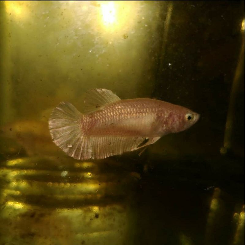 [PROMO] [COD] CUPANG HIAS PLAKAT SUPER GOLD 24K (FEMALE) FULL TELUR SIAP BREED