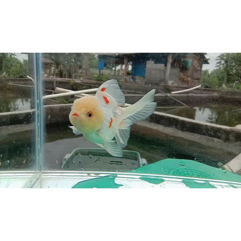 

ikan koki oranda ukuran 8-10cm/telur ayam (paket2 ekor)