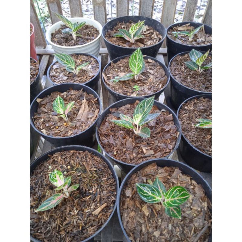 Aglonema red Sumatra 2/3 daun bibit aglonema