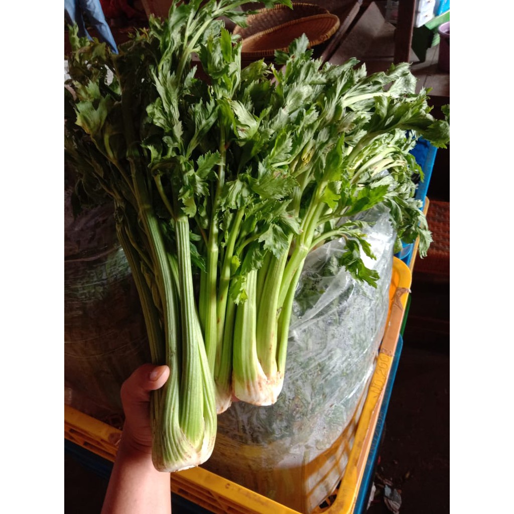 

Seledri Stick Lokal / Celery Stick 1 kg