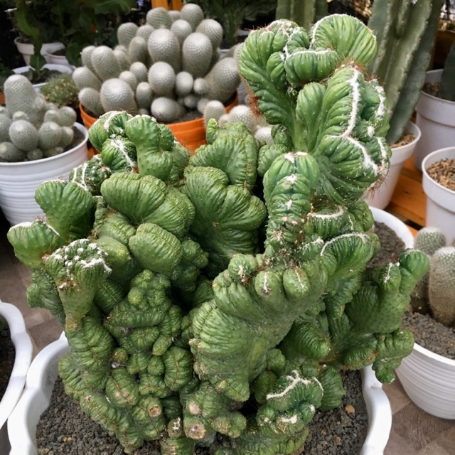 KAKTUS JUMBO CRISTATA OWNROOT