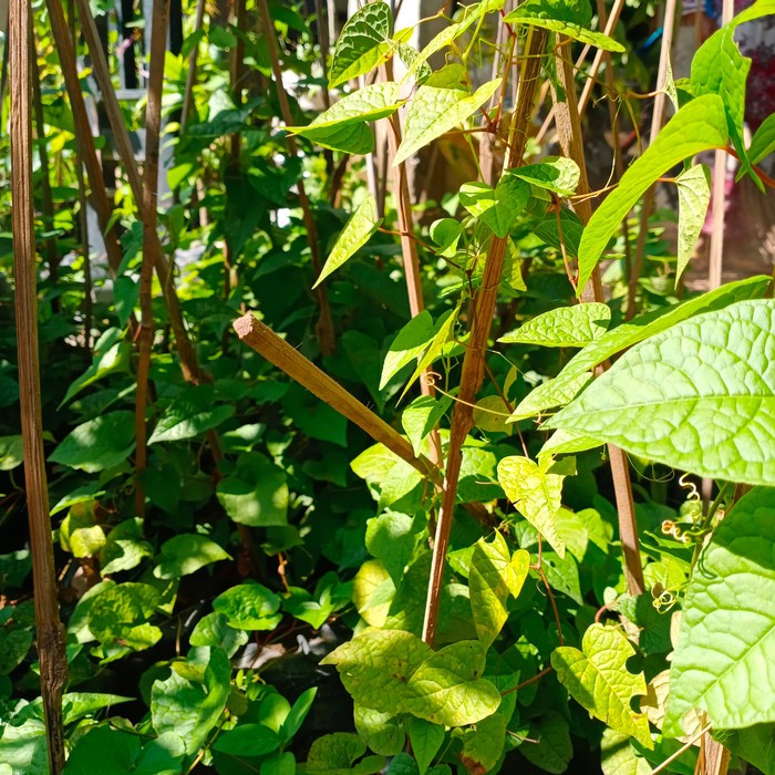 bibit air mata pengantin