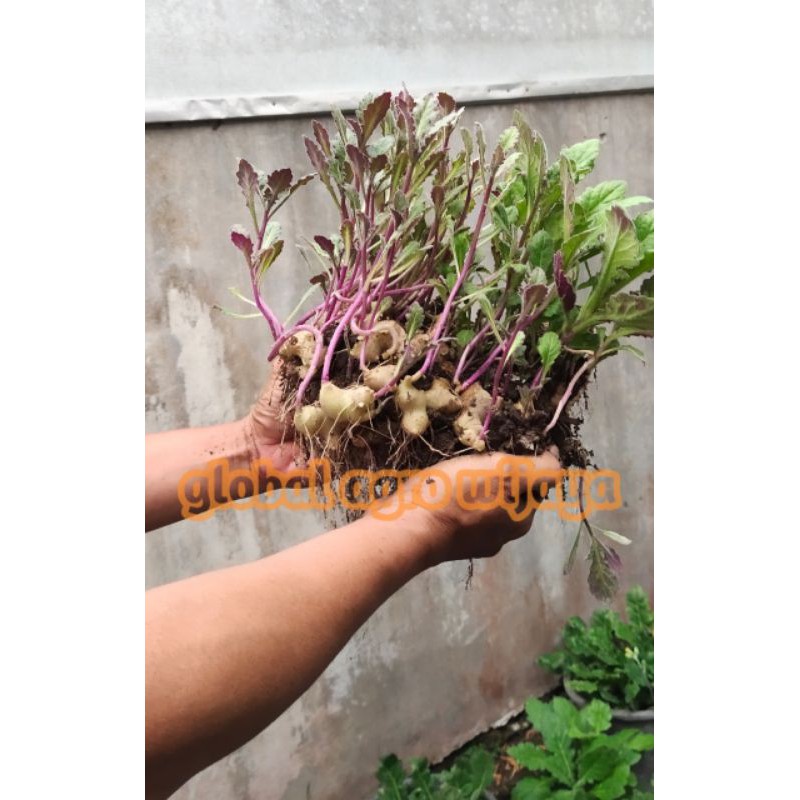 

UMBI DEWA ORGANIK SEGAR 200 Gram