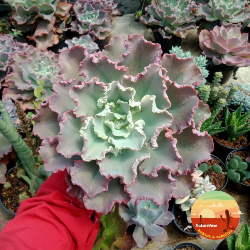KAKTUS SEKULEN echeveria cantili jumbo