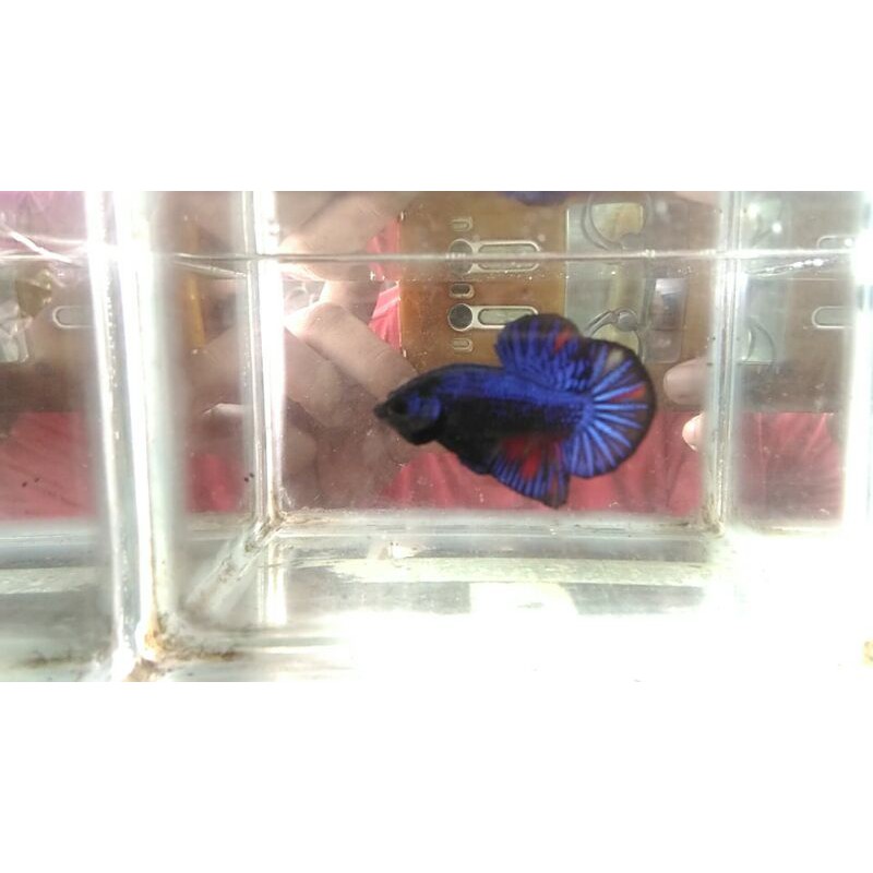 Cupang Avatar black fire pk