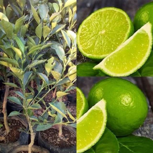 Bibit jeruk nipis - tanaman pohon jeruk nipis | buah jeruk nipis