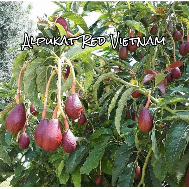 

Alpukat Red Vietnam / Alpukat merah