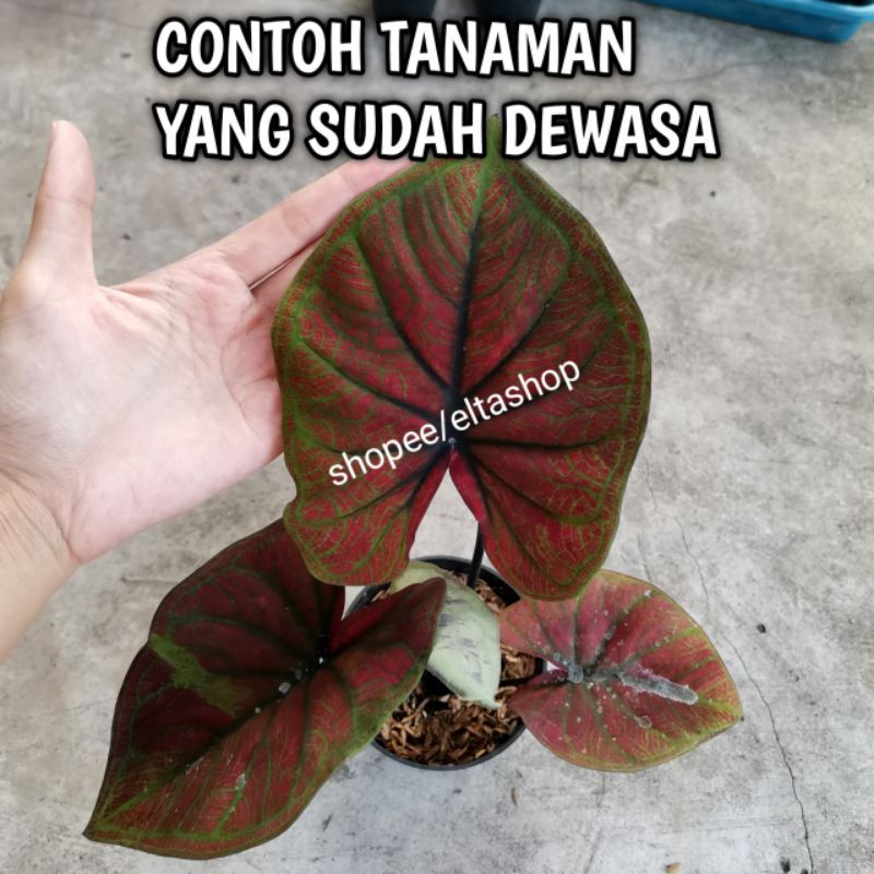 Keladi H51 Black Cooper - Caladium H51 hibrid Thailand