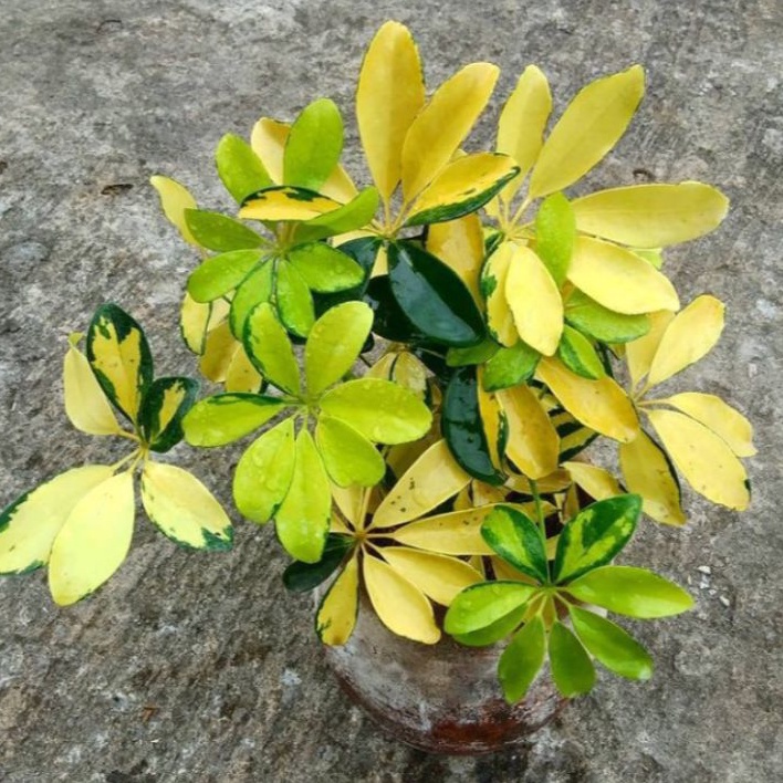 Tanaman Hias Walisongo Varigata kuning/walisongo varigata