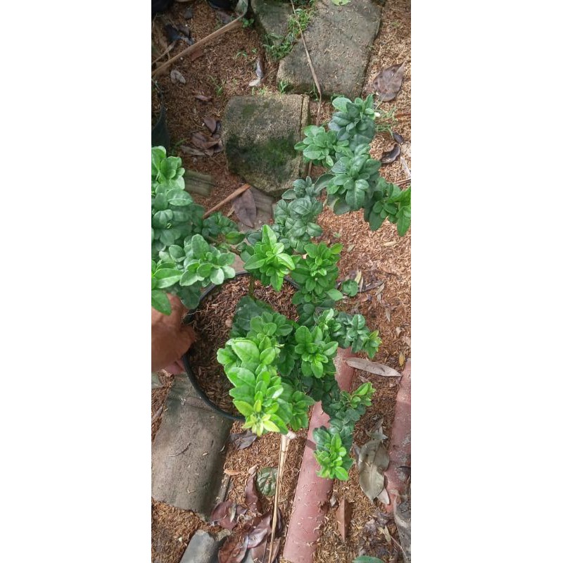 Jeruk kinkit compacta buat bonsai