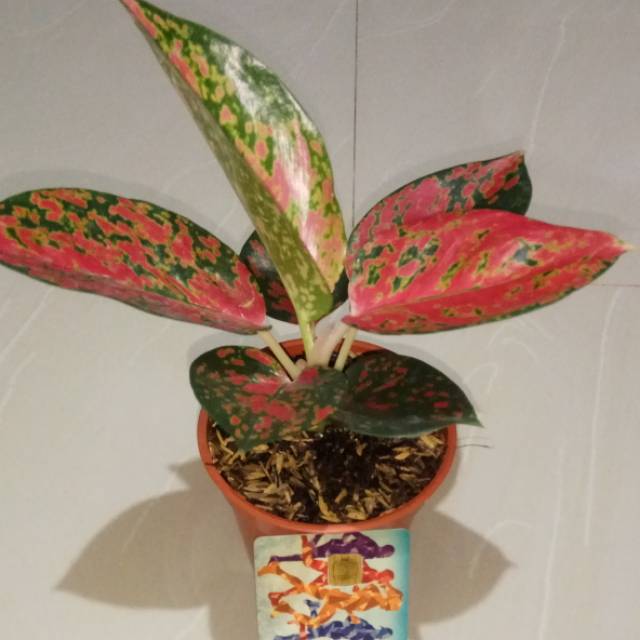 Kocin suksom batik ( lawas )