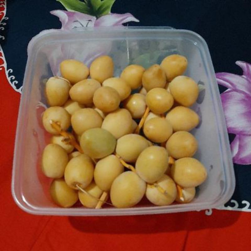 

kurma muda