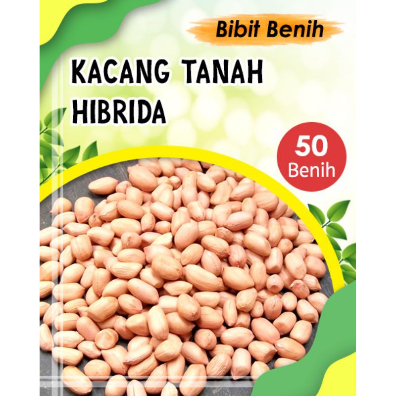 50 Biji benih Kacang tanah Hibrida kualitas unggul - benih sayuran - bibit sayuran-3