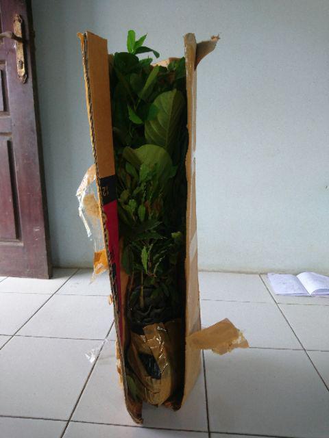 Bibit Pohon Lemon Squash Farfum