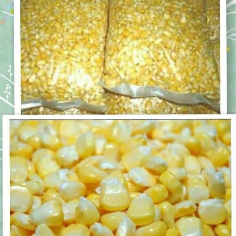 

jagung manis pipil