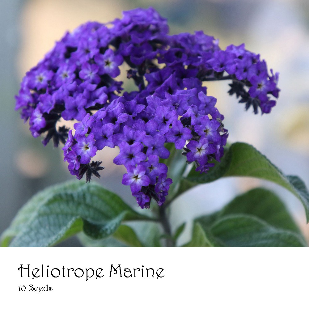 PlantaSeed - 10 Seeds - Heliotrope Marine Biji Benih Bunga - PAS0222