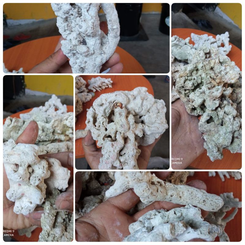 

Batu Karang Laut 1 KG
