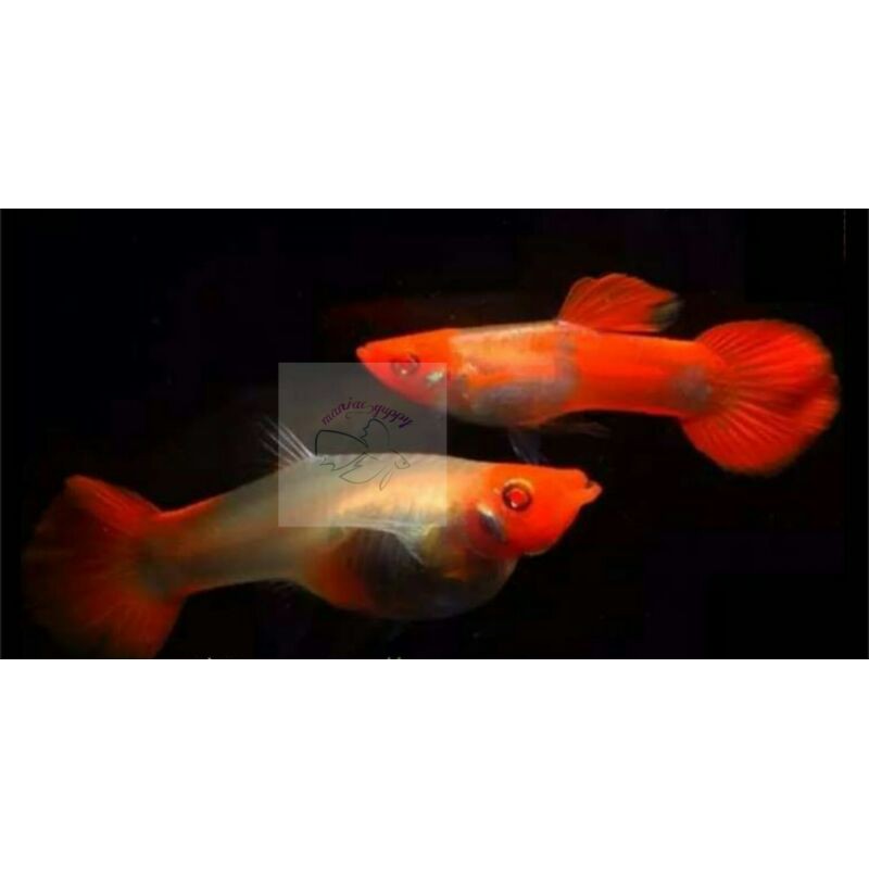 ikan guppy Platinum Koi
