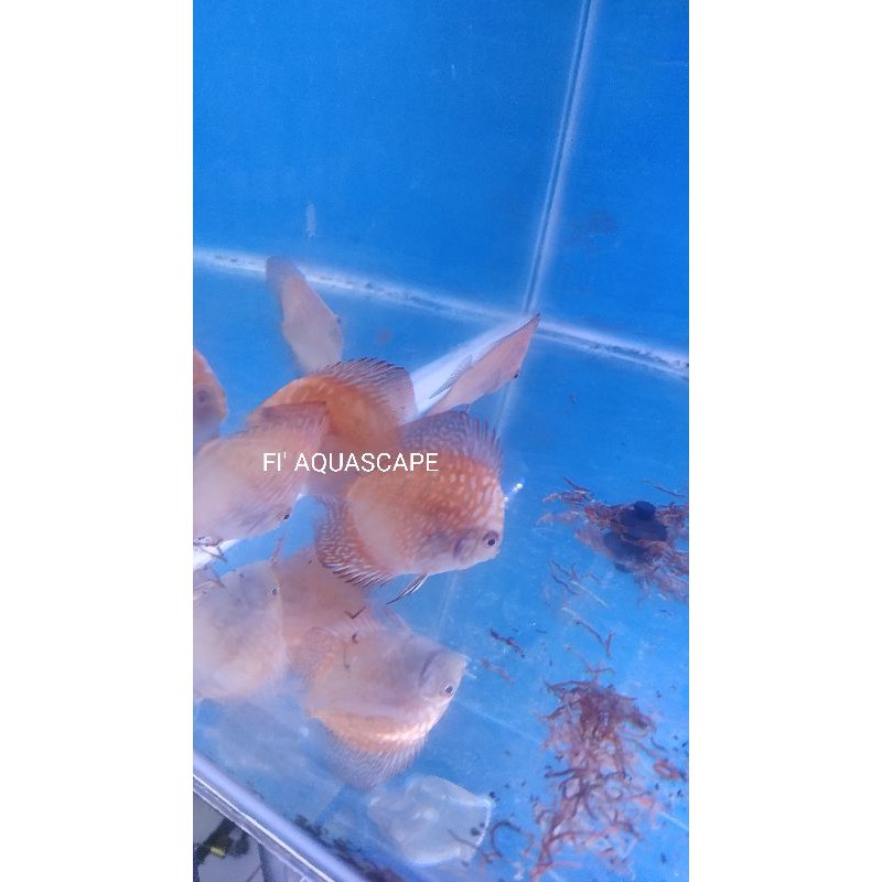 Ikan Hias Discus Ikan DISCUS 2 Inc Ikan Hias Aquarium RANDOM