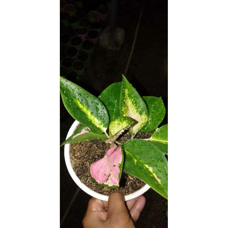 Aglonema khocin nusantara