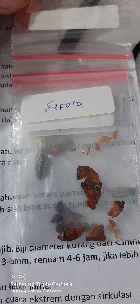 Benih/biji/bibit Bunga Sakura Mini