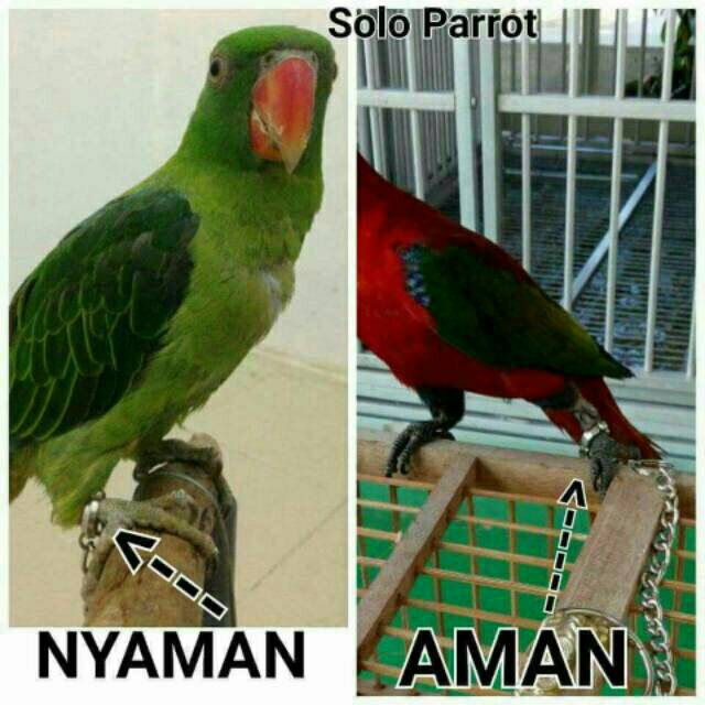 Rantai Buat Burung Parrot Kaka Tua Macau Nuri Bayan Afgrey Sun