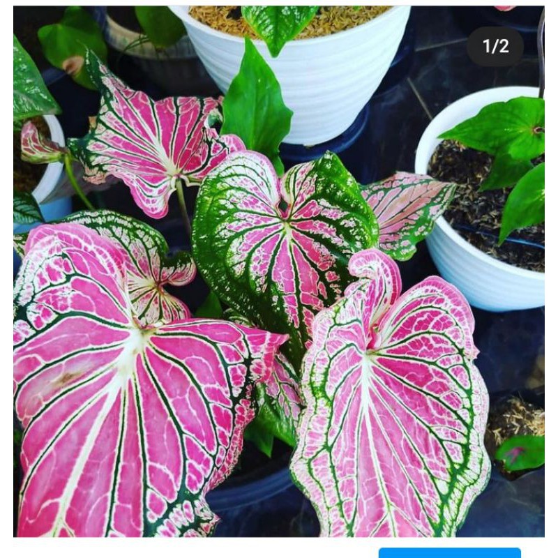 keladi wayang merah/keladi batik