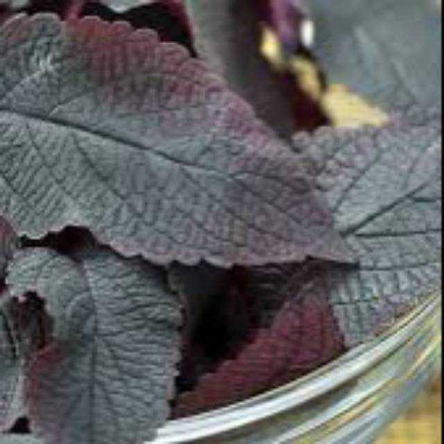 

Daun Jawer kotok Merah Iler segar Frest 500 gram