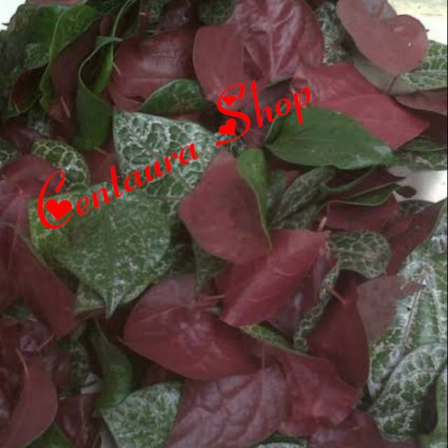 

Sirih merah herbal kwalitas unggul 1000gr