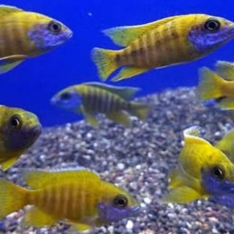 

Ikan chiclid venustus