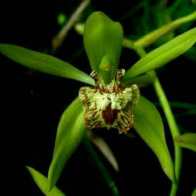 Coelogyne peltastes