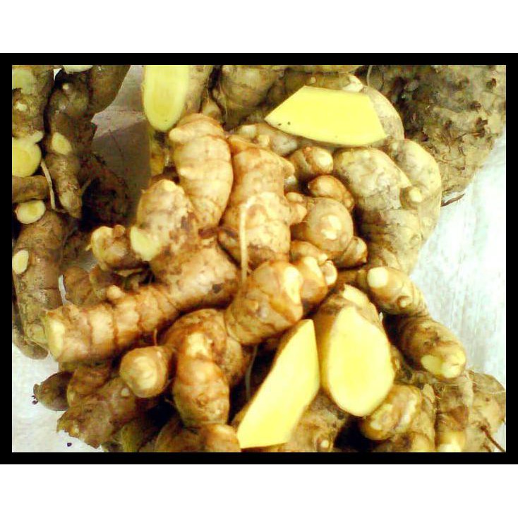

Temu Mangga Basah (Curcuma Mangga)