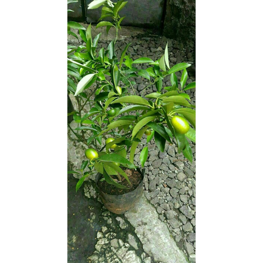 =£1 BIBIT JERUK NAGAMI MANIS DAN KULITNYA BISA DIMAKAN LANGSUNG *_*