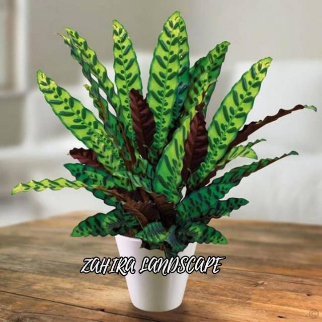 Tanaman Hias Calathea - Calathea Lancifolia - Meranti - Kalatea Lancifolia - Meranti Bulu Ayam