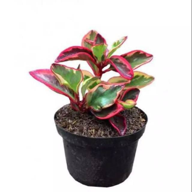 Tanaman hias daun peperomia merah