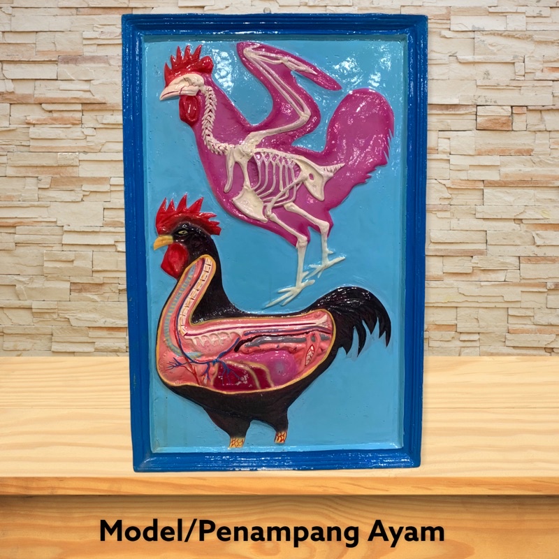

[PROMO] Model Penampang Ayam - Alat Peraga Ipa Biologi [100% Original Product]